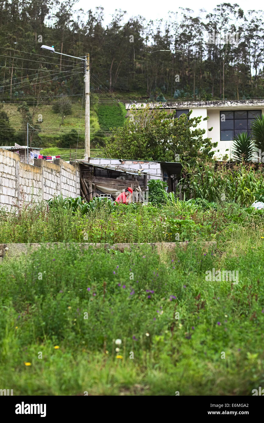 TUNGURAHUA PROVINCE, ECUADOR - MAY 12, 2014: Unidentified woman gardening among corn and other plants Stock Photo