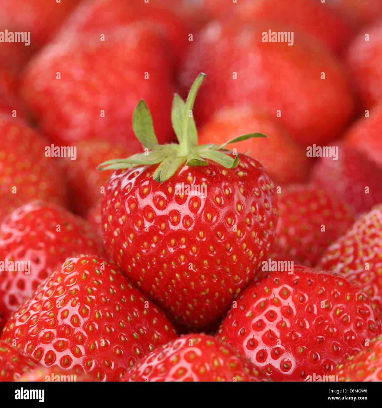 Strawberry on other strawberries fresh fruits in summer Stock Photo