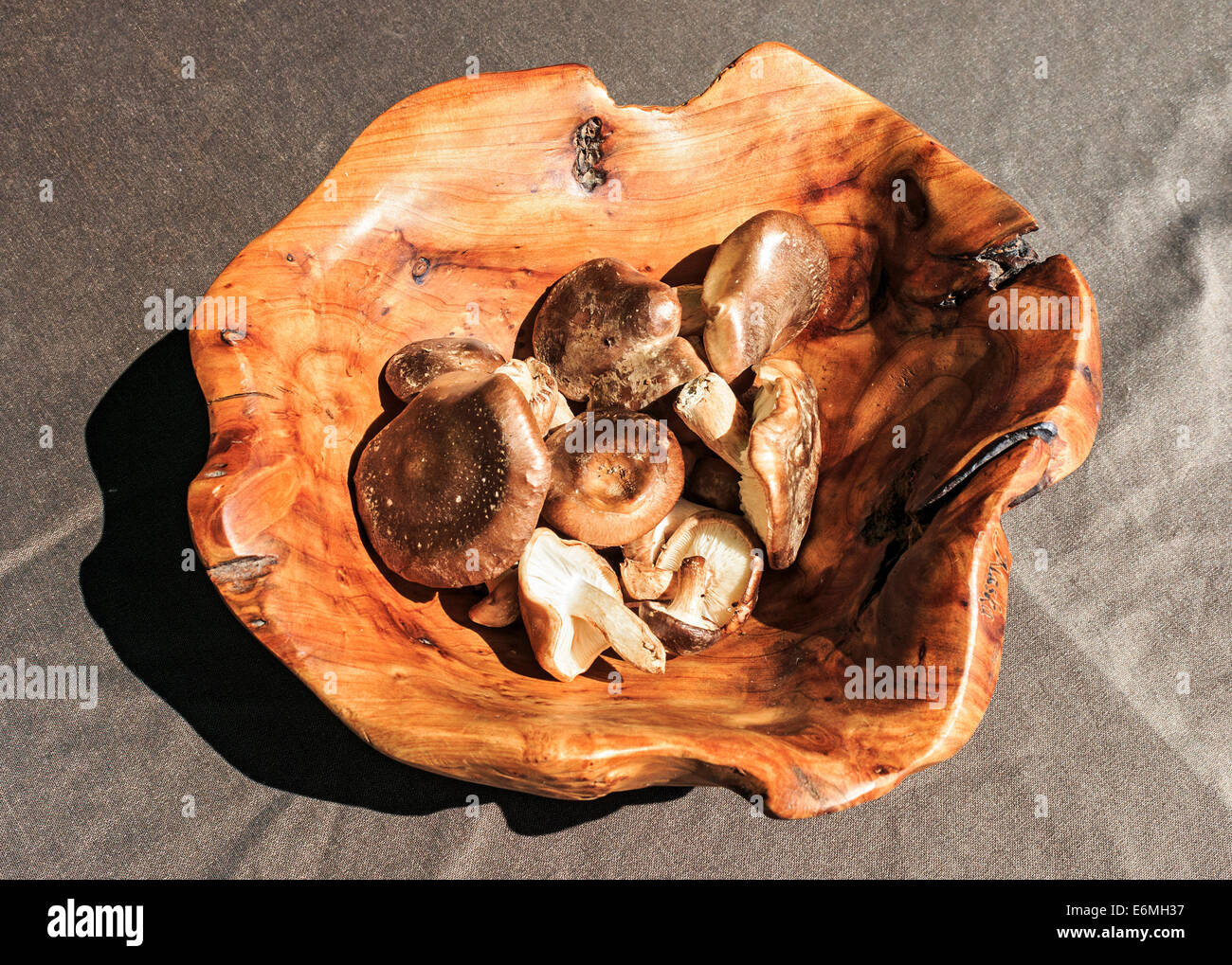 Oyster mushrooms in a burl dish Stock Photo Alamy