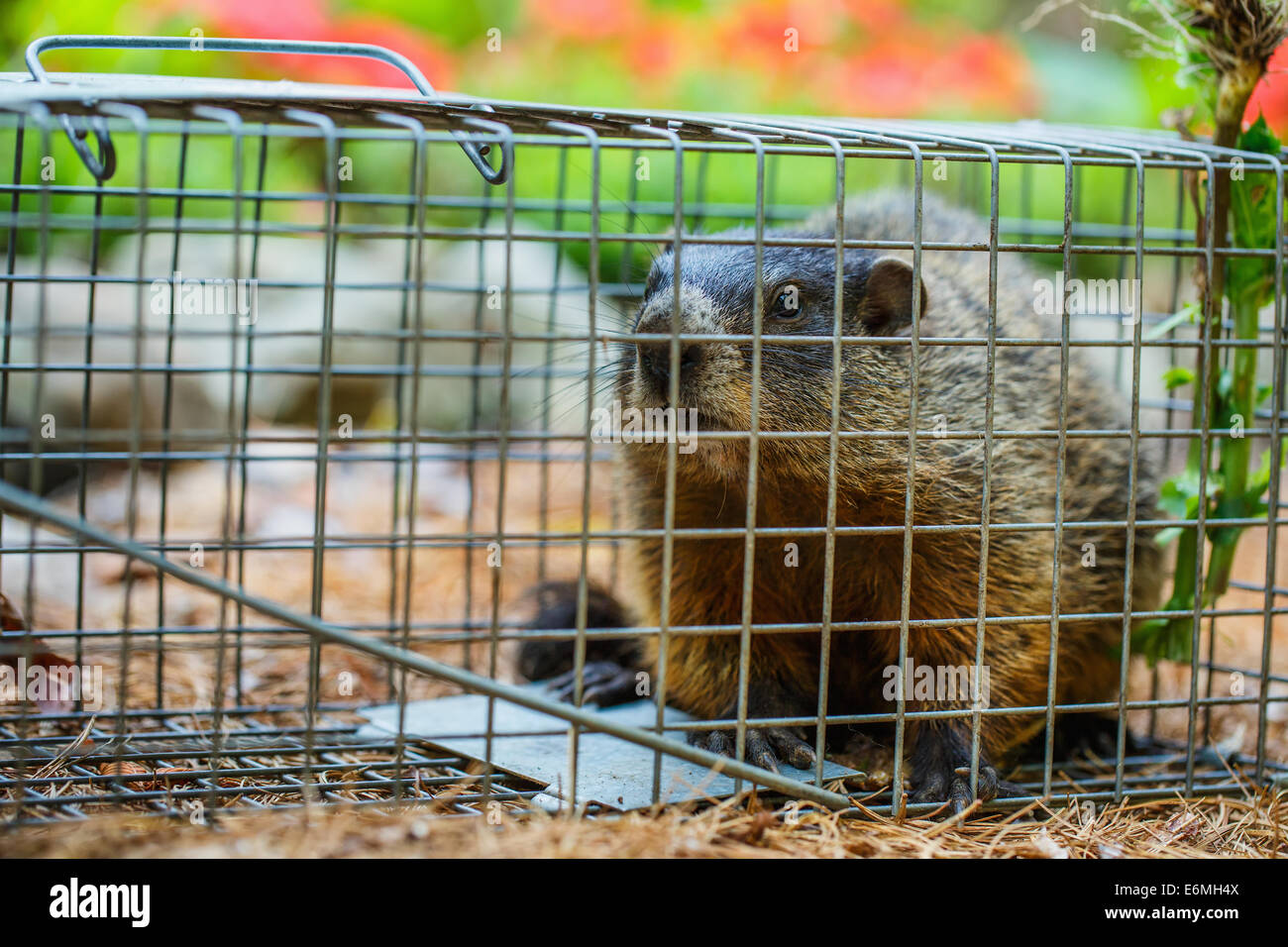 Groundhog in a live trap Stock Photo