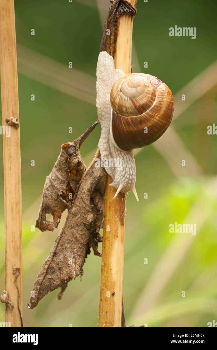 Roman or Burgundy edible snail creeping sliding up and down an umbifera stem Hogweed that has died down Stock Photo