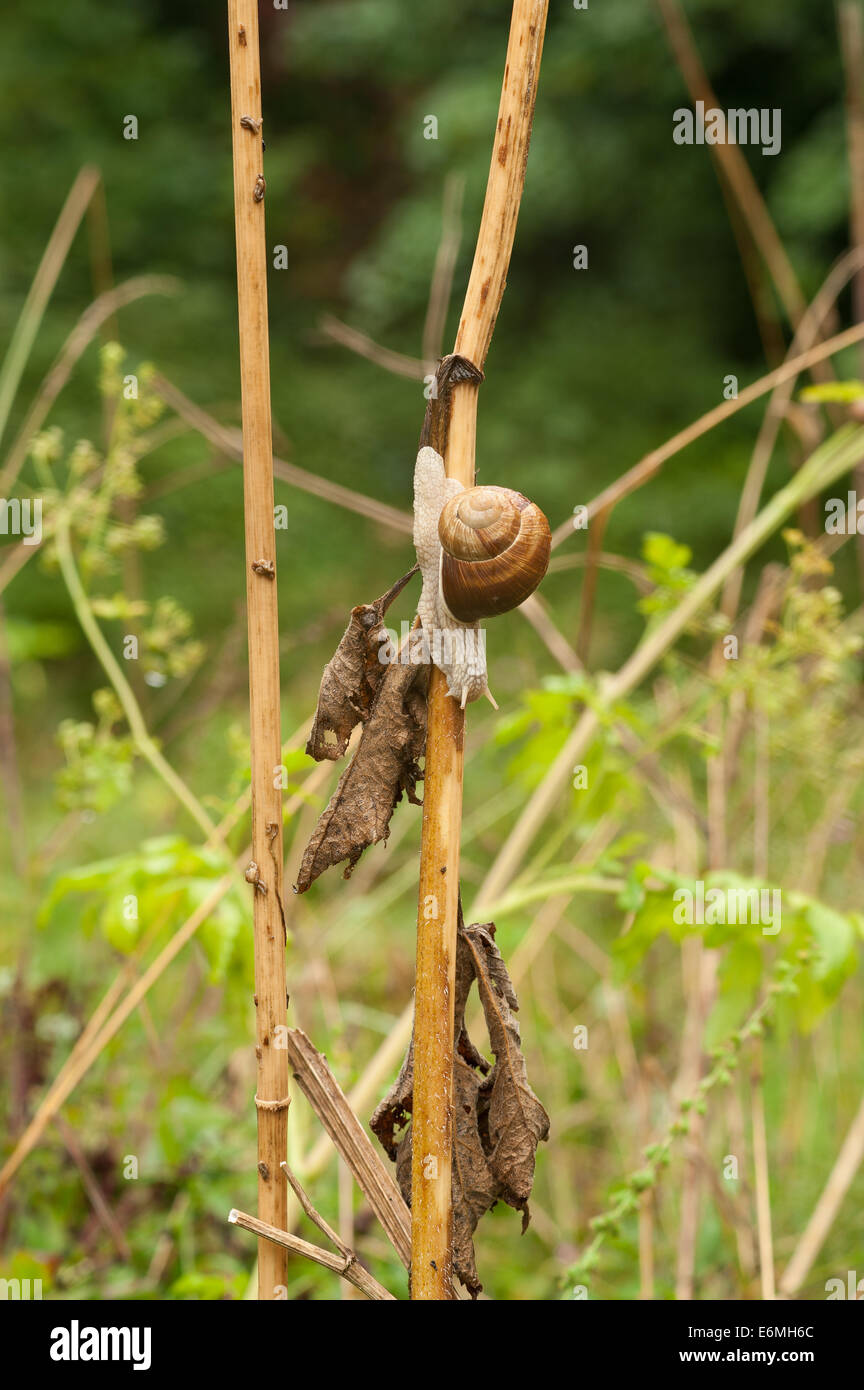Roman or Burgundy edible snail creeping sliding up and down an umbifera stem Hogweed that has died down Stock Photo