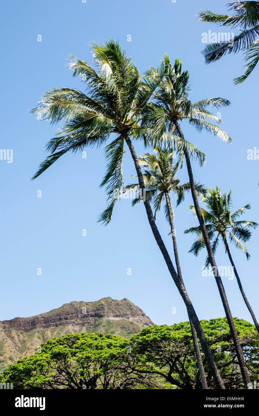 Honolulu Waikiki Beach Hawaii,Hawaiian,Oahu,Kapiolani Regional Park,view,Diamond Head Crater,extinct volcano,mountain,palm trees,USA,US,United,States, Stock Photo