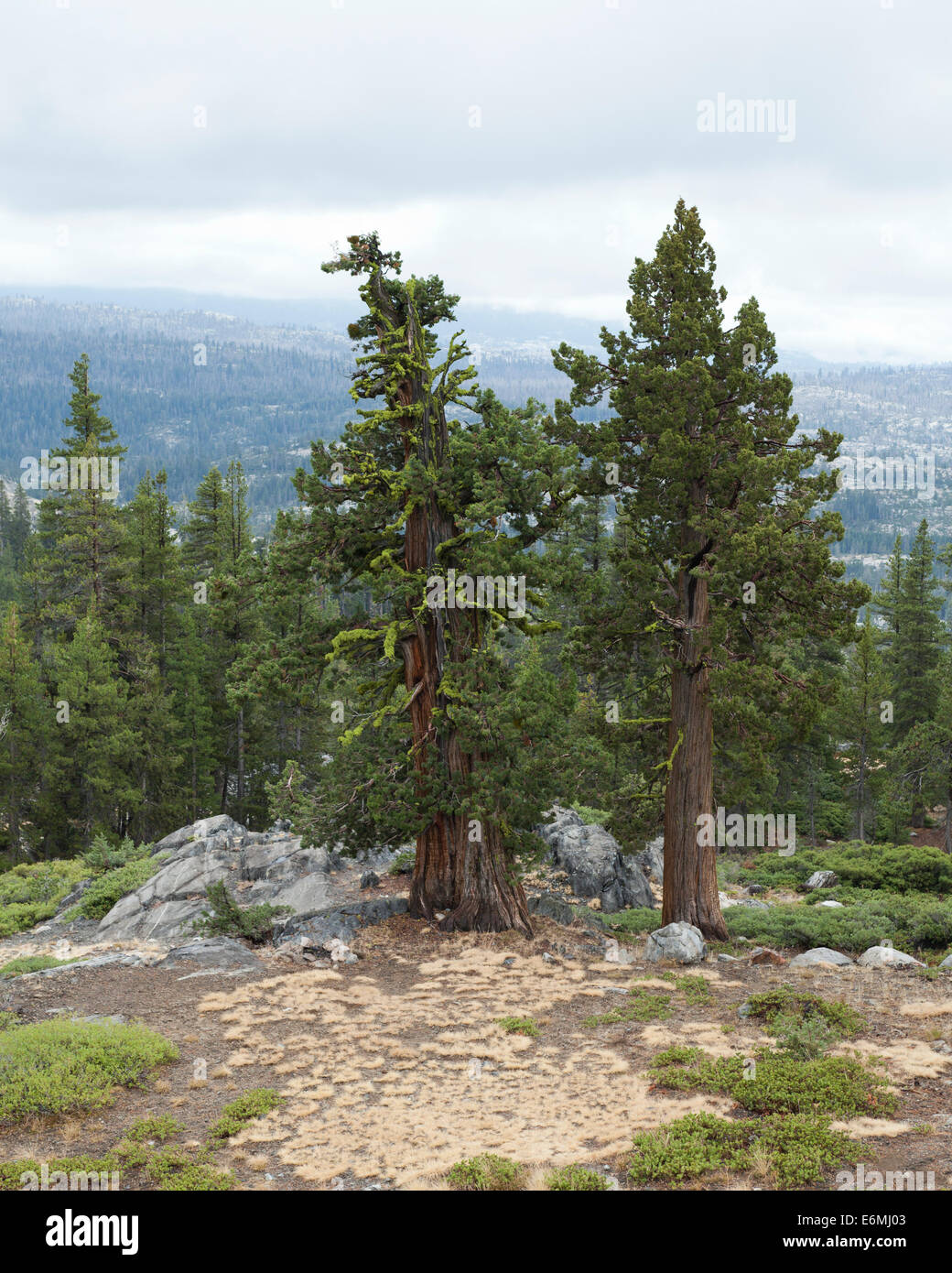 Sierra Juniper trees (Juniperus occidentalis) of the high Sierra Nevada