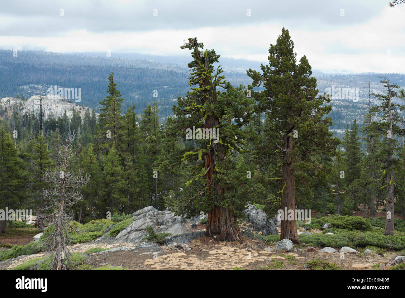 Sierra Juniper trees (Juniperus occidentalis) of the high Sierra Nevada