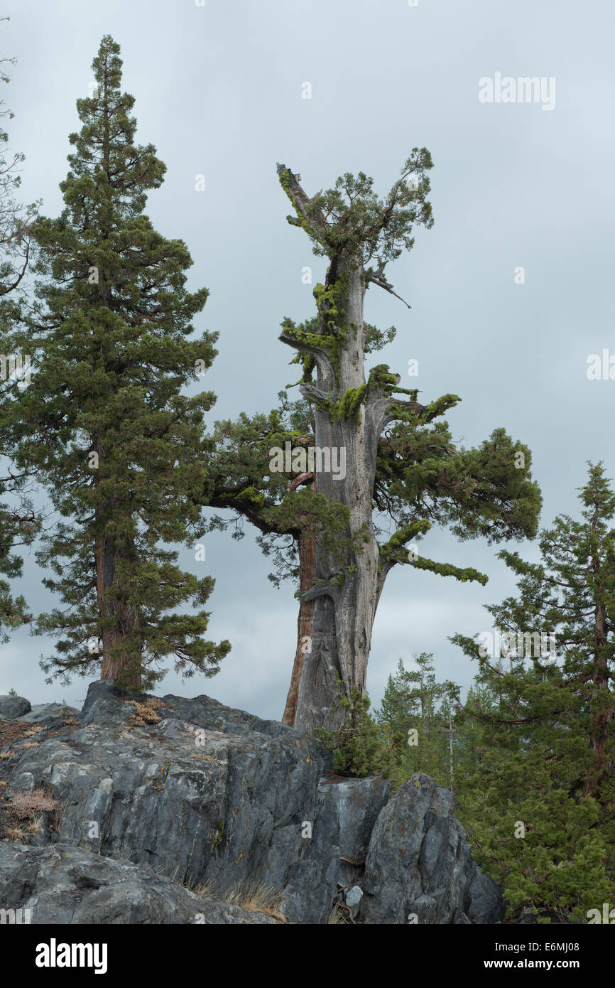 Sierra Juniper trees (Juniperus occidentalis) of the high Sierra Nevada