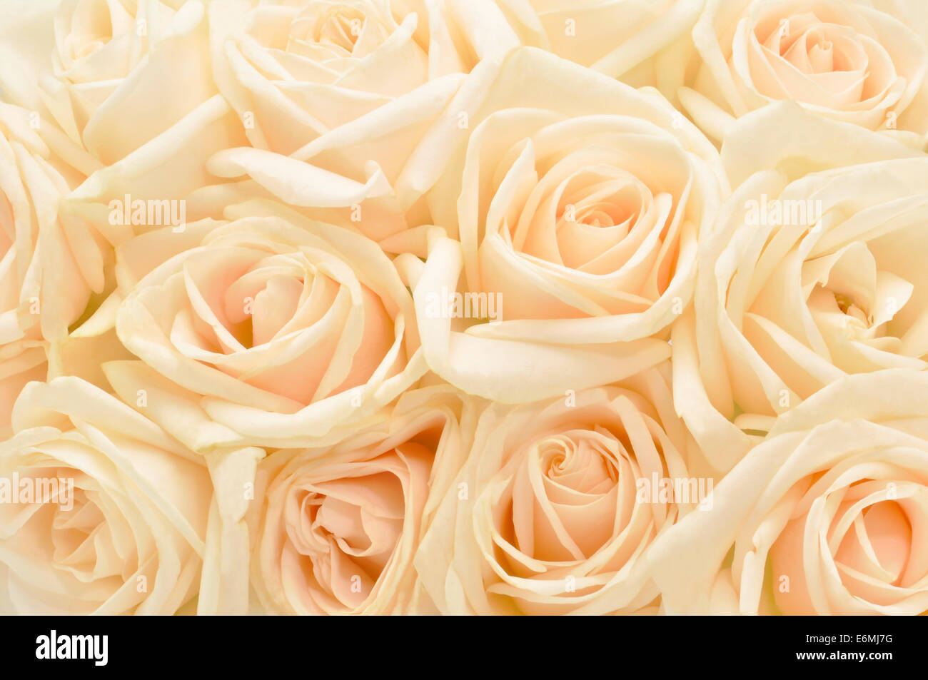 Beautiful white rose background Stock Photo