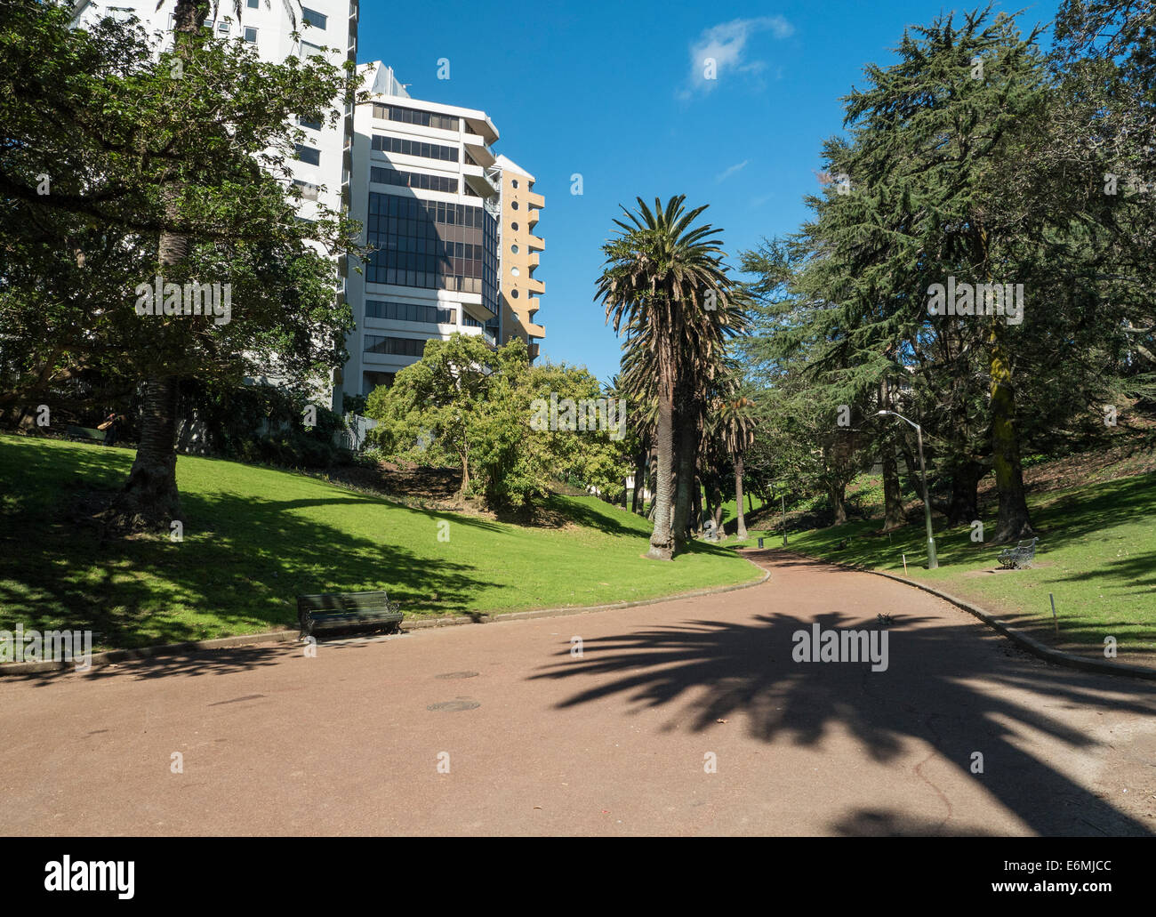 Palm trees in Myers Park Auckland New Zealand Stock Photo