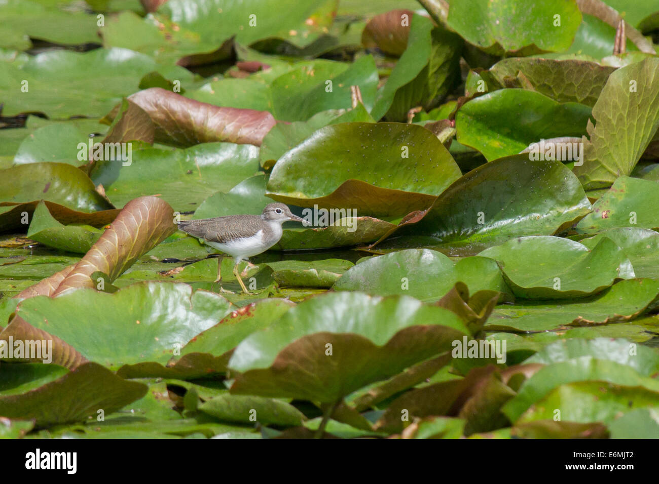 Lily pad bird hires stock photography and images Alamy