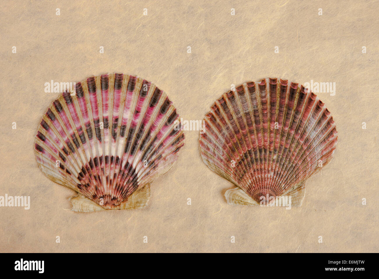 Fan shaped shells hires stock photography and images Alamy