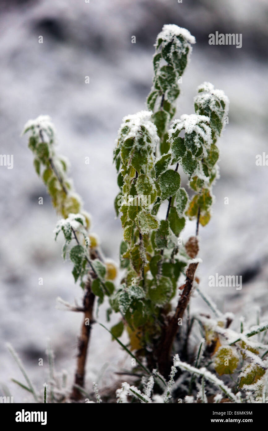 Early morning winter hoarfrost on plant Stock Photo