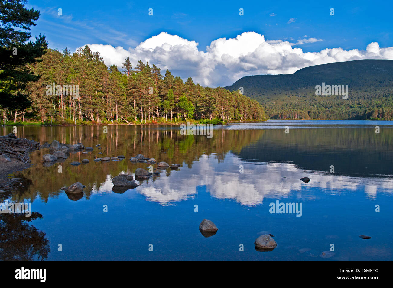 Scots Pine trees, hills and sky reflected in Loch an Eilein, Rothiemurchus, calm summer evening, Cairngorms , Highlands Scotland Stock Photo