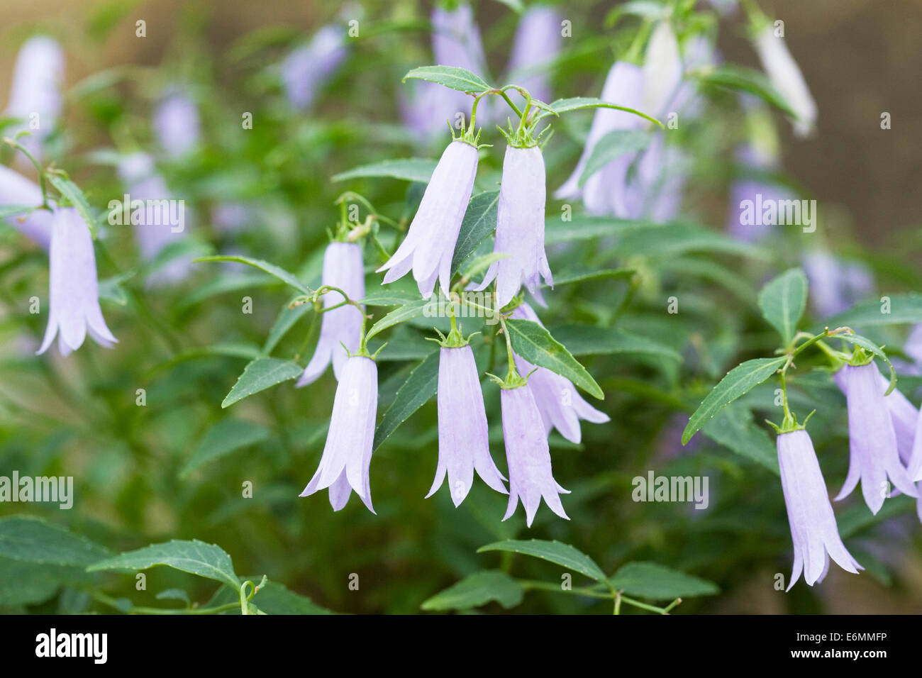 Small campanula growing in a protected environment. Stock Photo