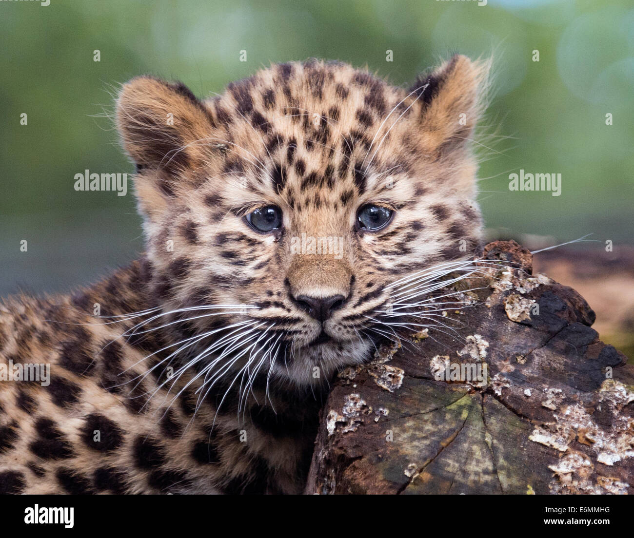 Female Amur leopard cub gazing into camera Stock Photo