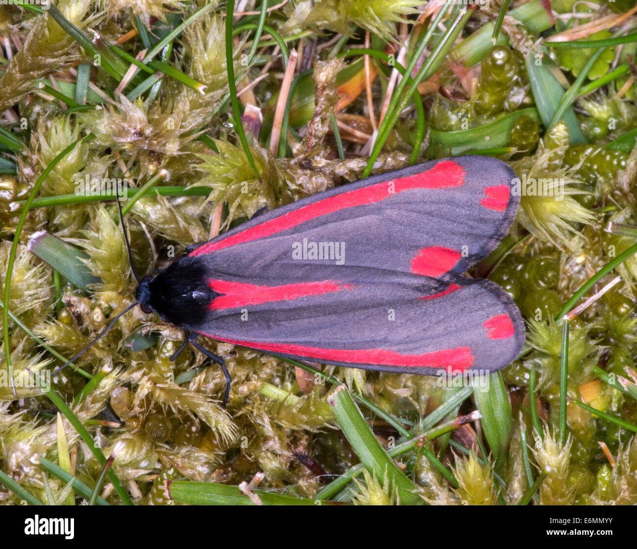 Cinnabar Moth A Resting Adult The Bright Colours Warning That It s Cinnabar Moth A Resting Adult The Bright Colours Warning That It s