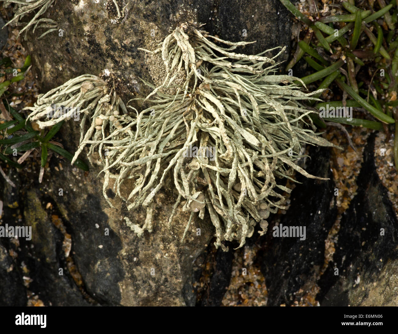 Ramalina cuspidata. A common lichen of coastal rocks Stock Photo