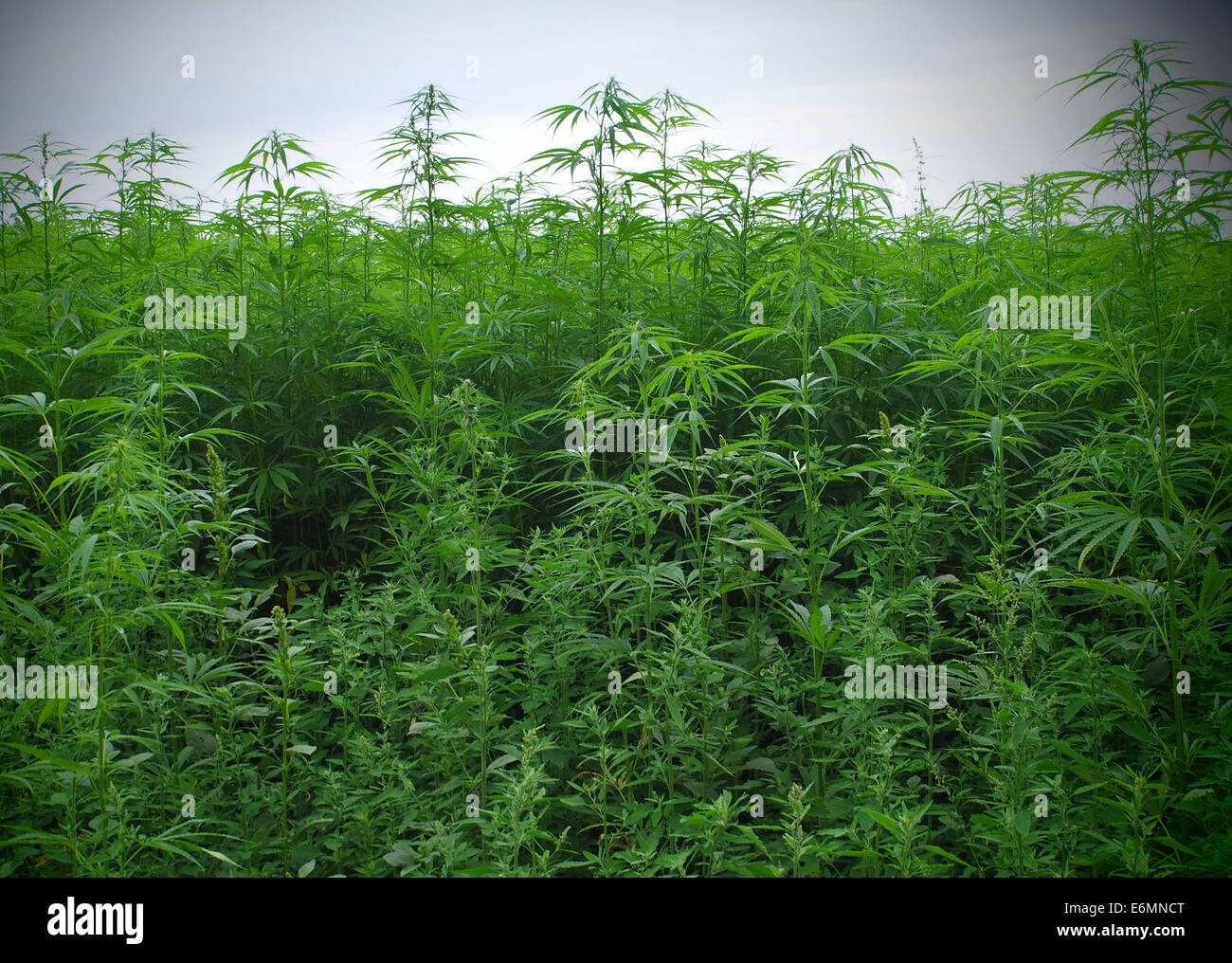 Field hemp plants seen in hires stock photography and images Alamy