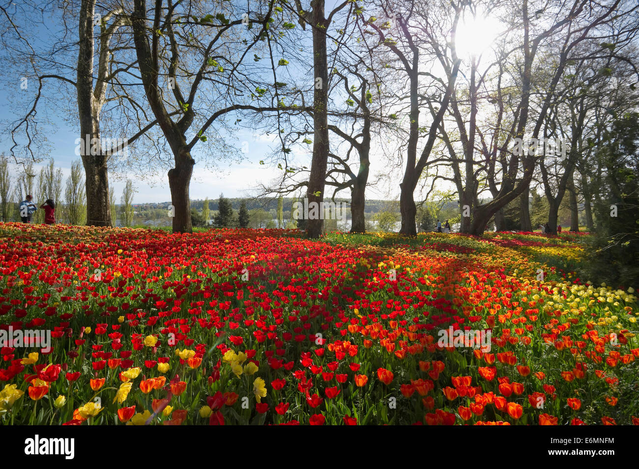 Colourful spring meadow with daffodils and tulips, Mainau, Baden-Württemberg, Germany Stock Photo