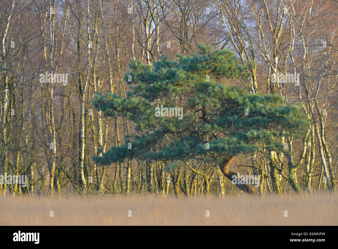 A Scots Pine (Pinus sylvestris) and a Downy Birch (Betula pubescens) in a bog environment, Tinner Dose, Emsland region Stock Photo