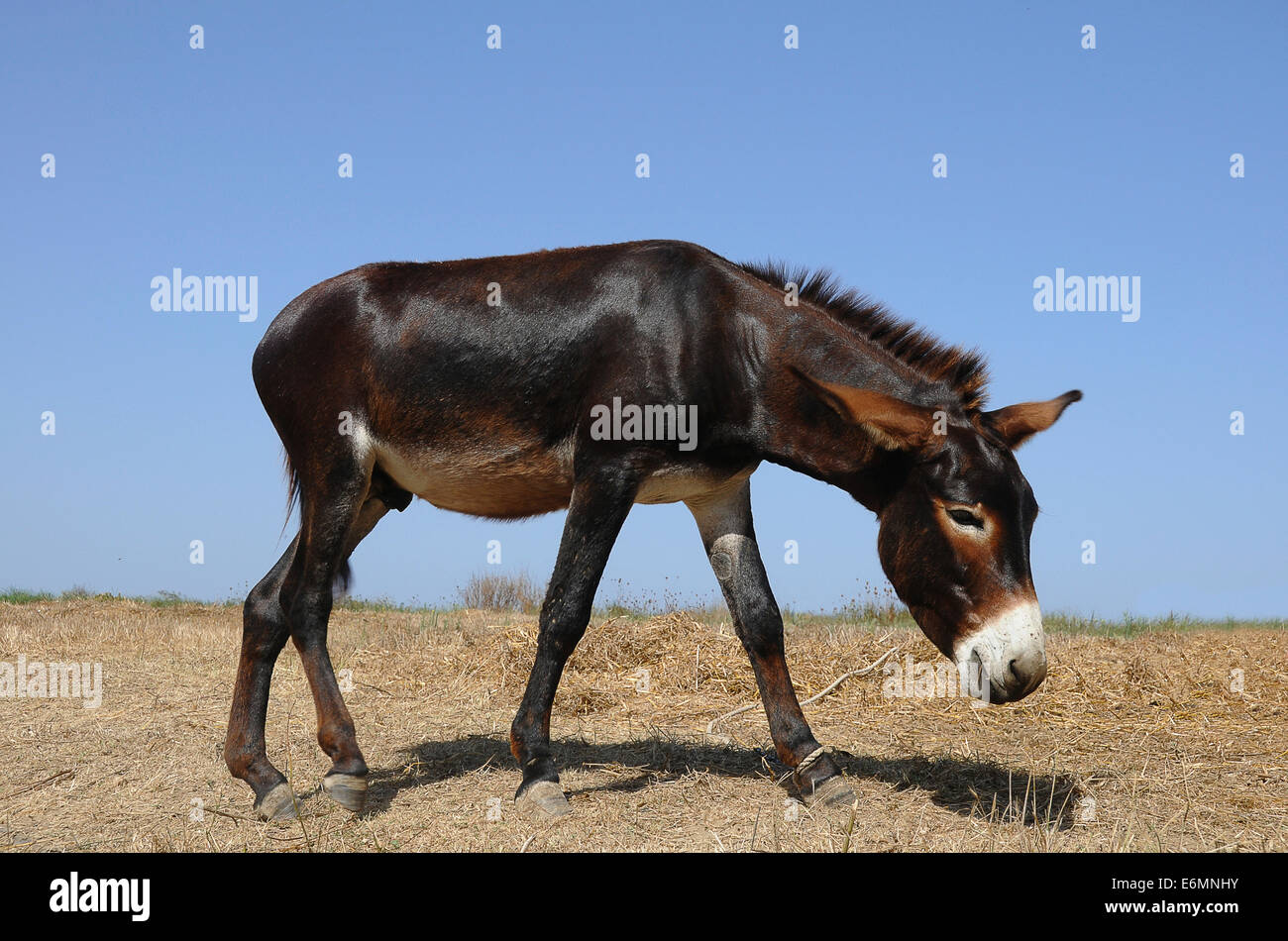 Donkey tied to a rope, Tigaki, Kos, Greece Stock Photo Alamy