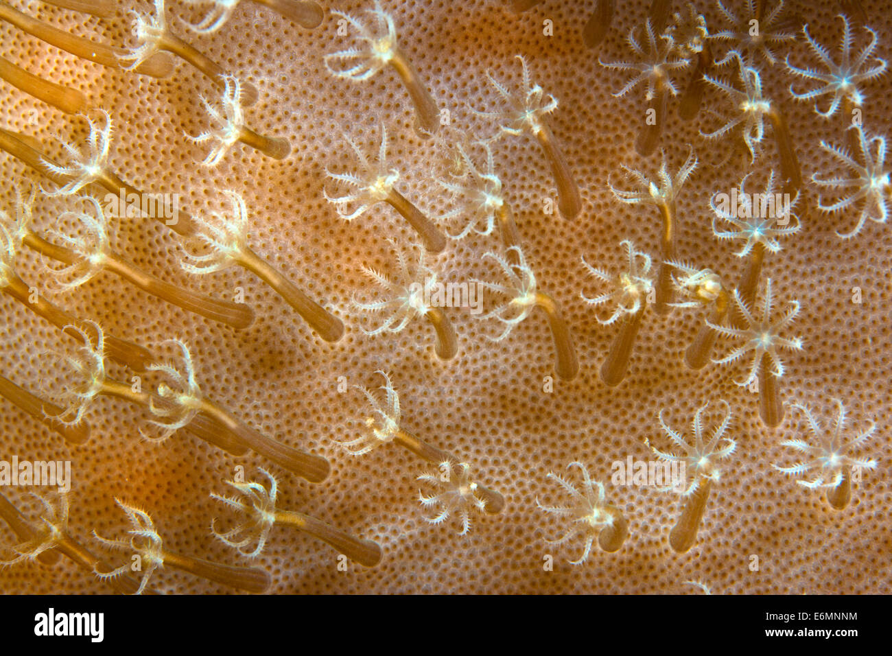 Leather Coral (Sarcophyton ehrenbergi), Philippines Stock Photo