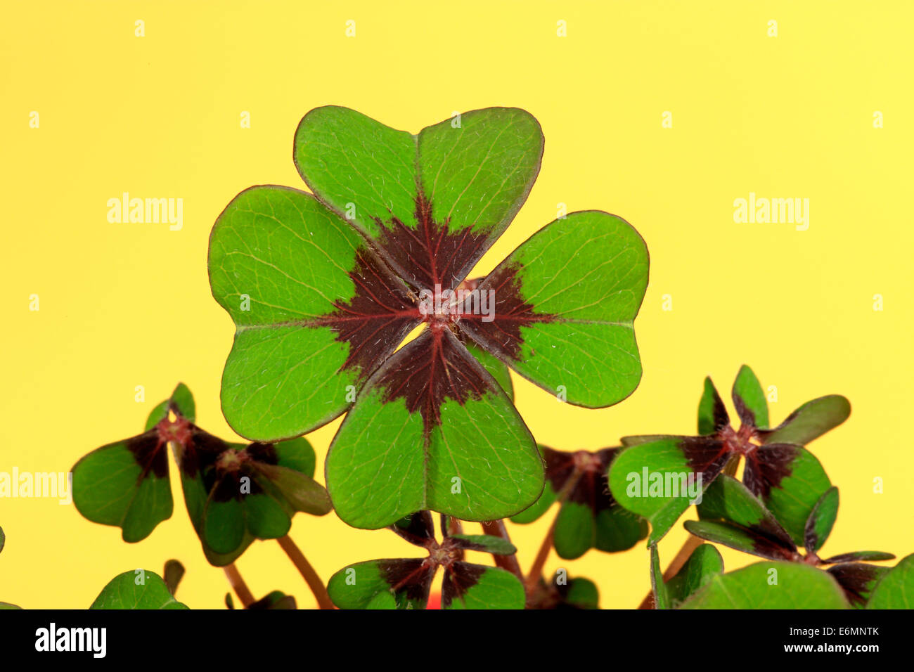 Four-leaved Pink-sorrel or Lucky Clover (Oxalis deppei), Germany Stock Photo