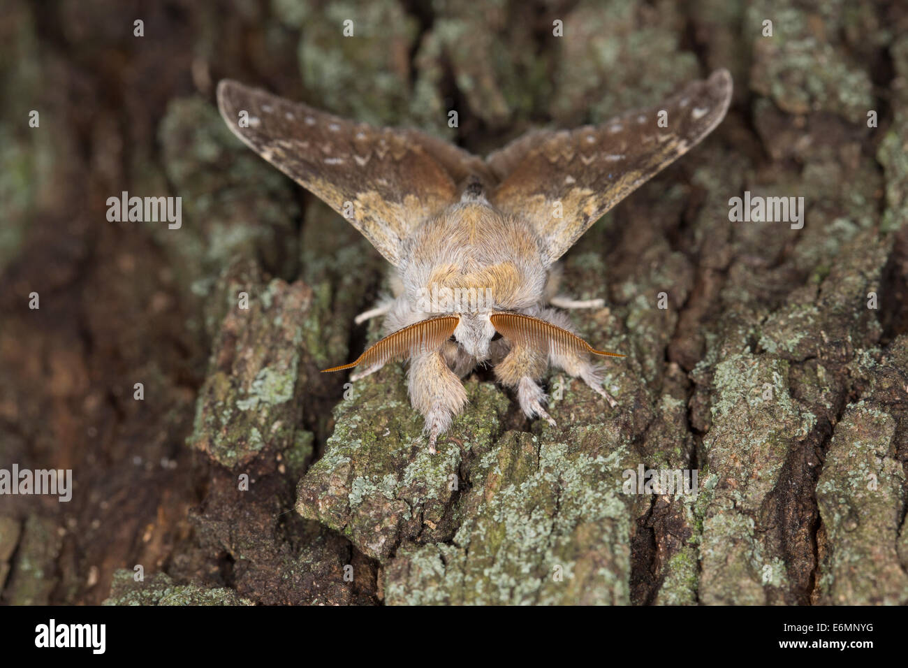 Lobster moth, Buchen-Zahnspinner, Buchenspinner, Buchen-Spinner ...