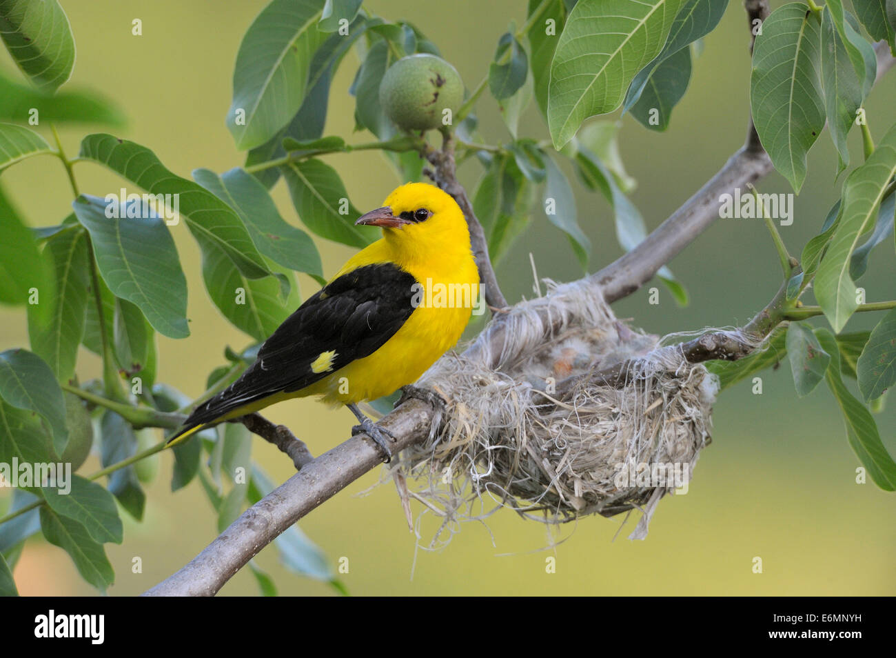 Golden oriole and nest hires stock photography and images Alamy