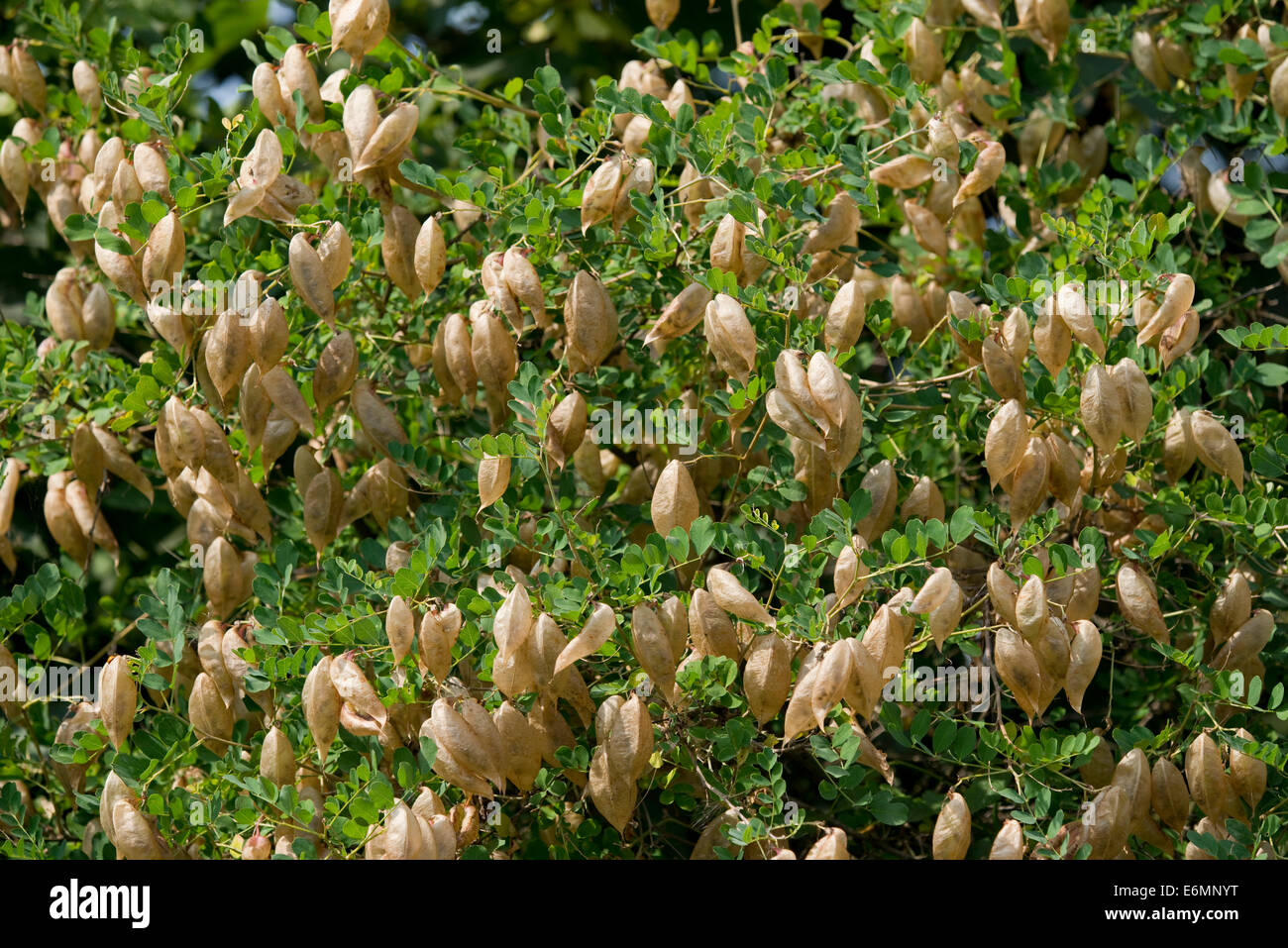 Bladdersenna or Bladder Senna (Colutea arborescens), fruits, Thuringia, Germany Stock Photo