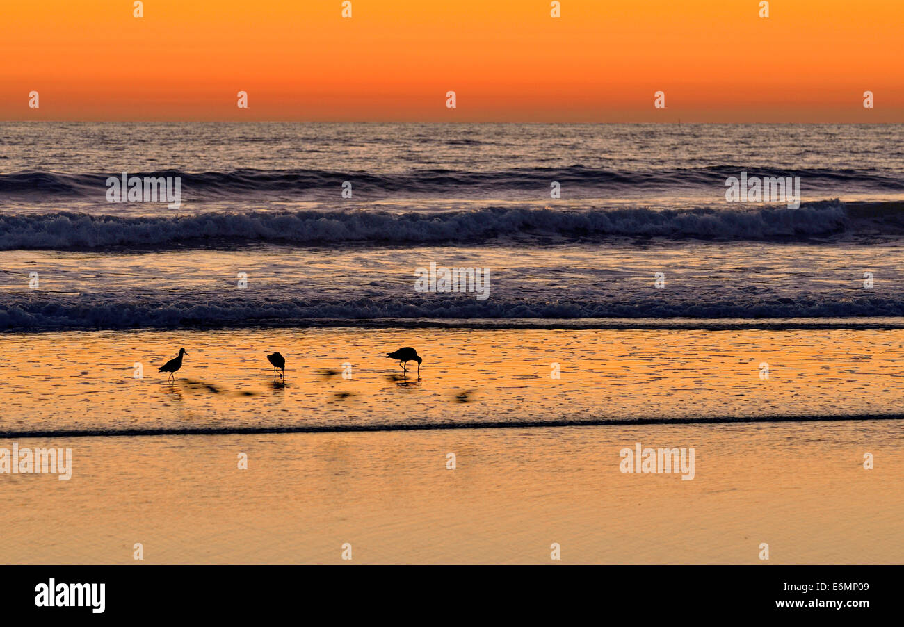 Marbled Godwits (Limosa fedoa) at sunset on the Pacific Coast, Oceanside, San Diego, California, United States Stock Photo