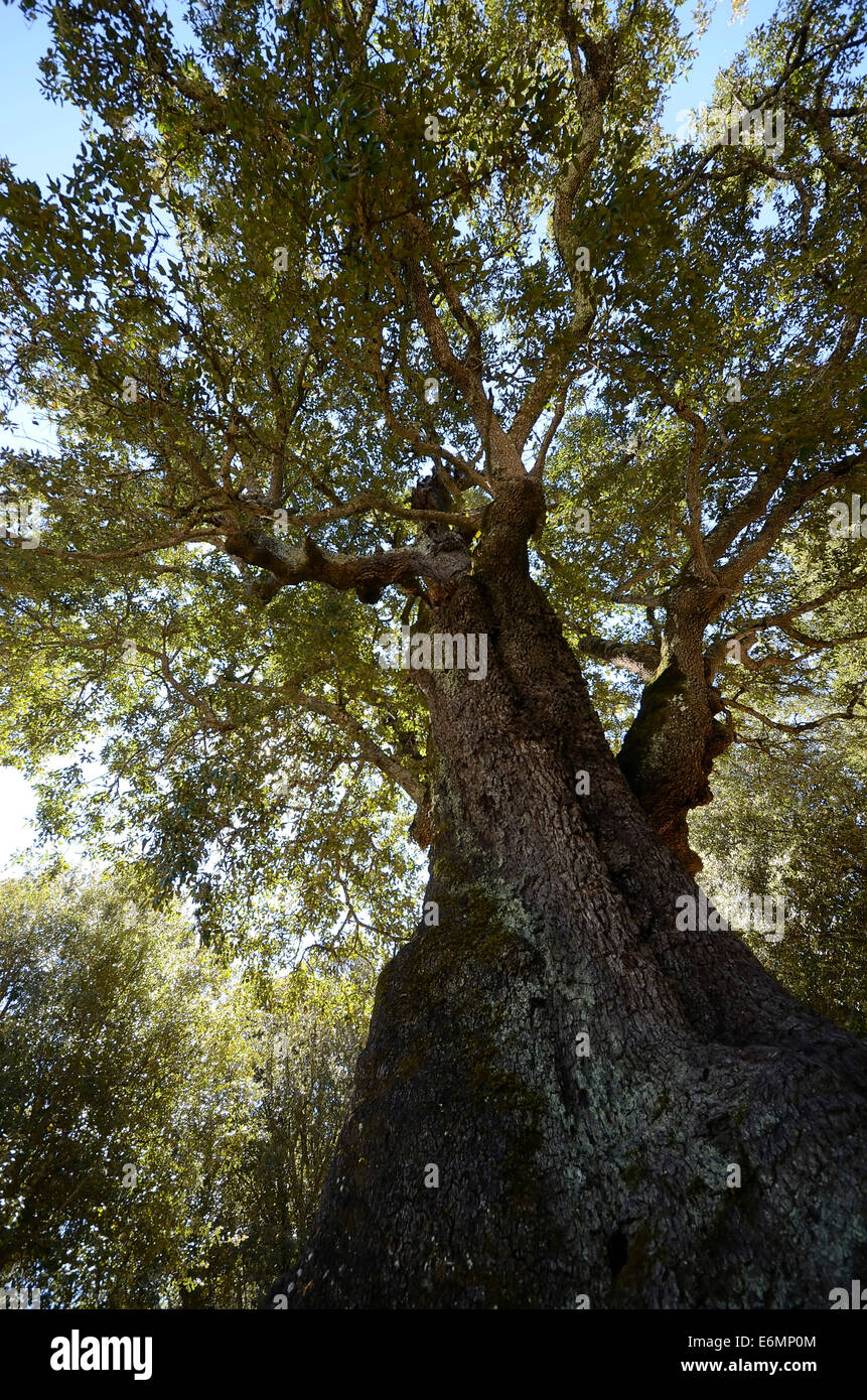 Old Cork Oak (Quercus suber), cork oak forest near Tizarella, Bois de Tizzarella, Asco Valley, Haute Corse, Corsica, France Stock Photo