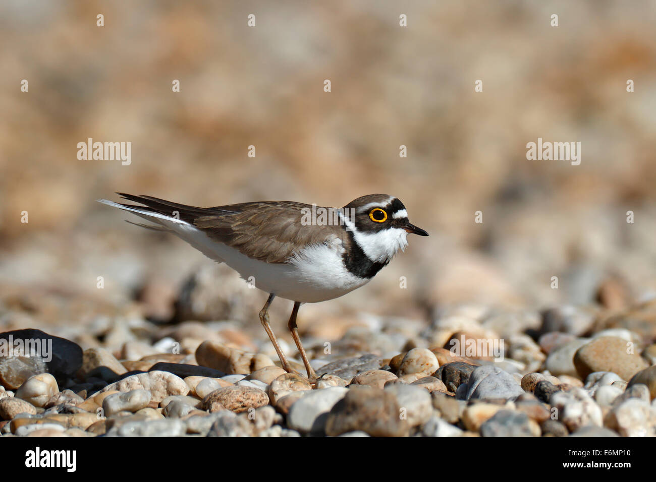 Male little ringed plover hi-res stock photography and images - Alamy