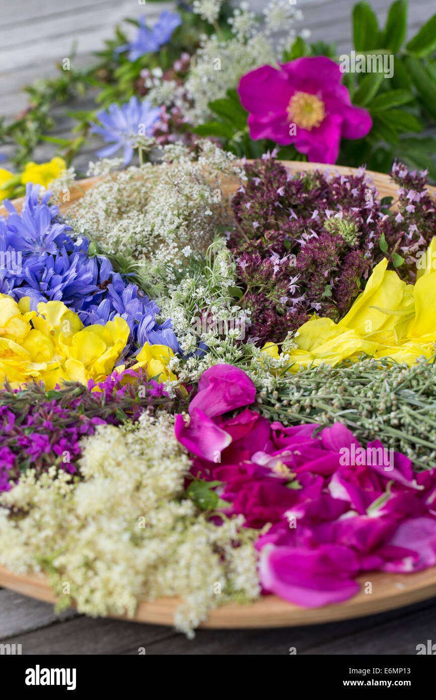 Blütenteller, Blüten, Blumen, Kräuter, Kräuter sammeln, Kräuterernte, Blütenblätter auf einem Teller sortiert zum Trocknen, essb Stock Photo