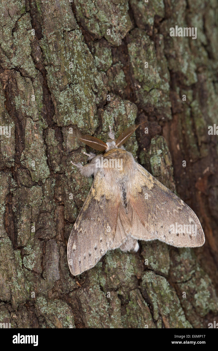 Lobster moth, Buchen-Zahnspinner, Buchenspinner, Buchen-Spinner ...
