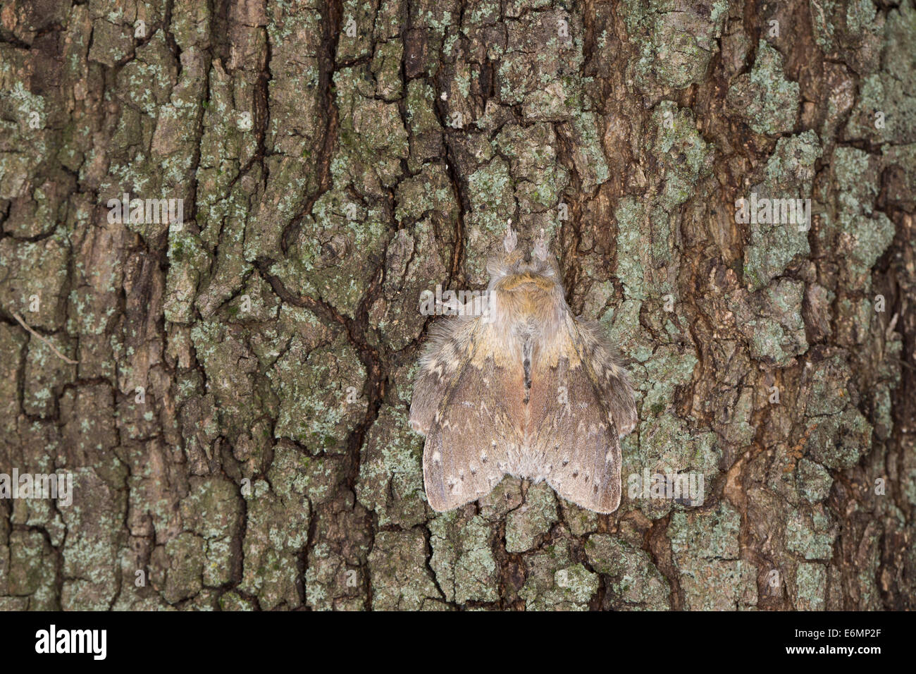 Lobster moth, Buchen-Zahnspinner, Buchenspinner, Buchen-Spinner ...