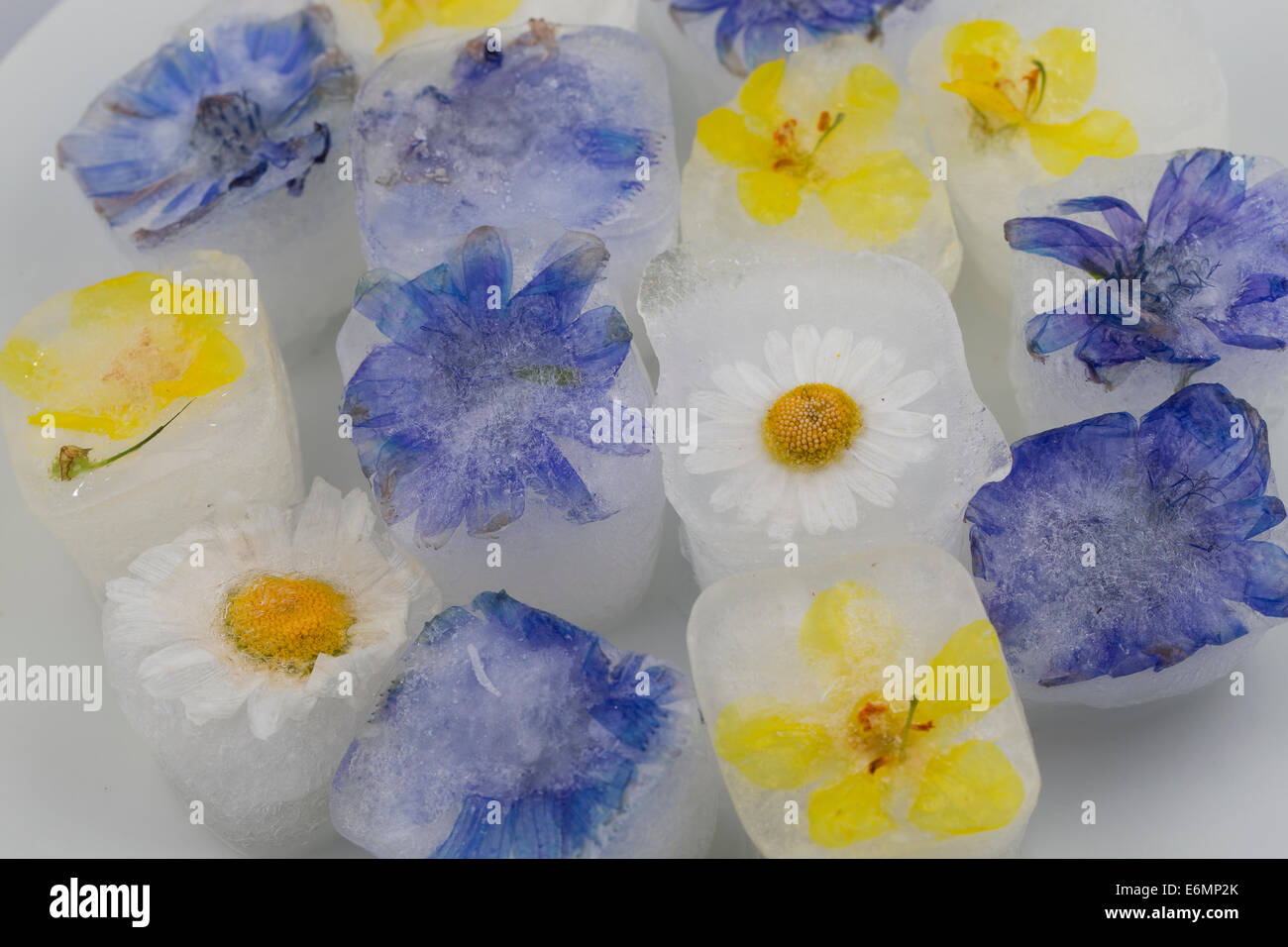 ice cube, ice cubes with edible flowers, blossoms, Blüteneiswürfel, Blüten-Eiswürfel, Eiswürfel mit Blüten, Blütenblättern Stock Photo