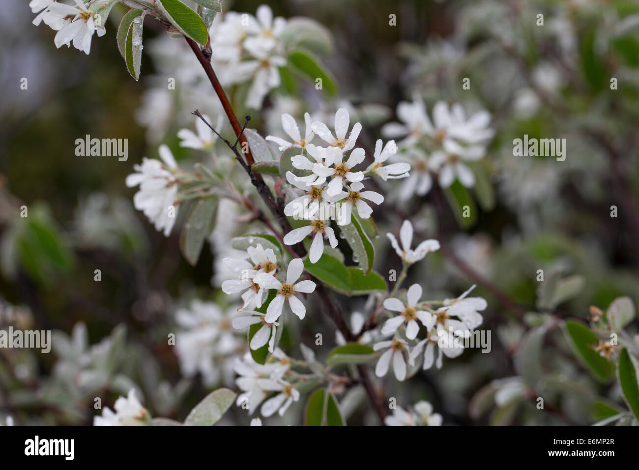 Snowy Mespilus, shadbush, shadwood, wild pear, Echte Felsenbirne, Felsenmispel, Amelanchier ovalis, Amelanchier vulgaris Stock Photo