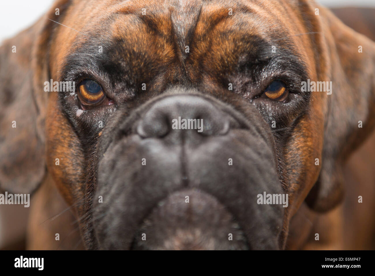 Young Boxer, dog, looking bored, portrait Stock Photo