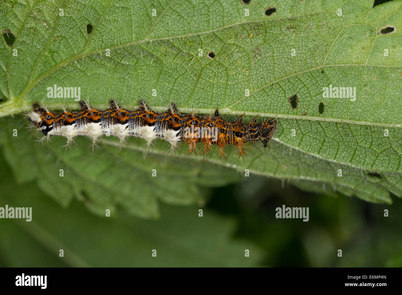Comma, caterpillar eats stinging nettle, C-Falter, Weißes C, Raupe frisst Brennnessel, Polygonia c-album, Nymphalis c-album Stock Photo
