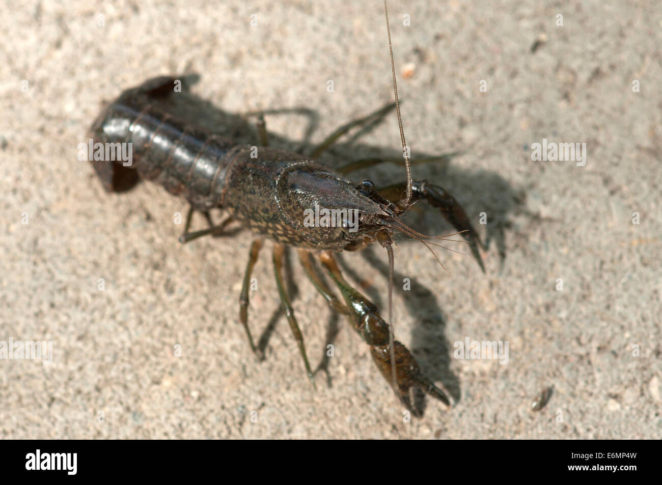 European Crayfish (Astacus astacus), captive, Germany Stock Photo