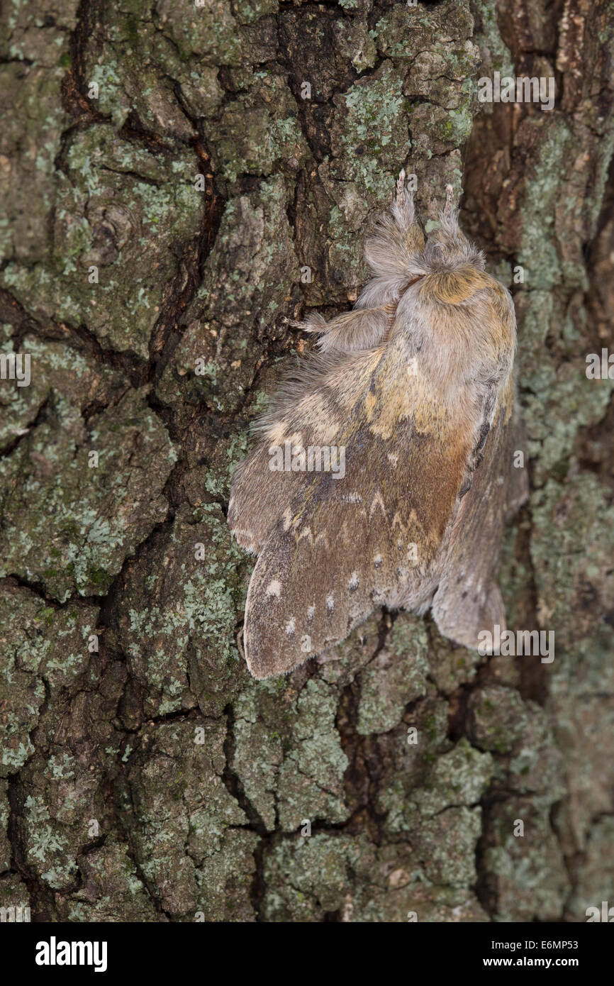 Schmetterling stauropus fagi hi-res stock photography and images - Alamy