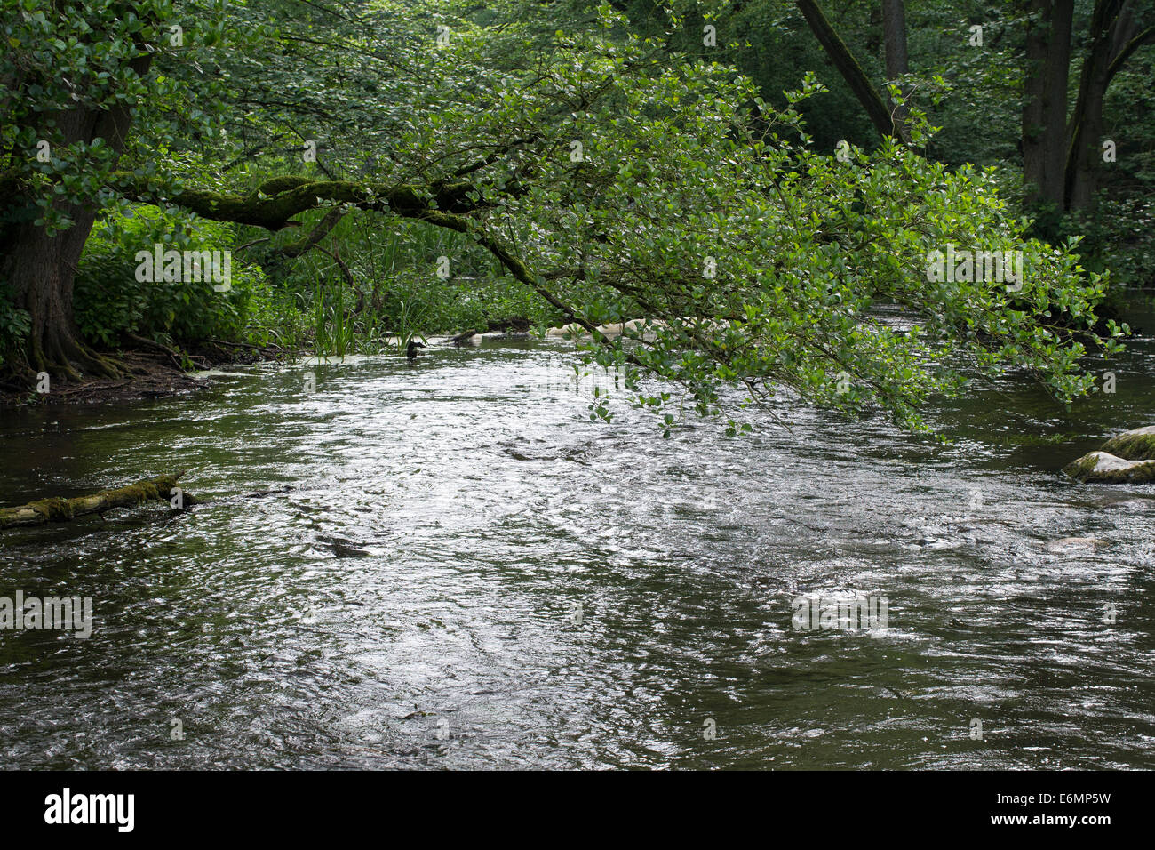 Brook, rivulet, stream, Bach, Tiefland-Bach, Naturnaher Bachlauf, Fluß, Fluss, Warnow, Mecklenburg-Vorpommern Stock Photo