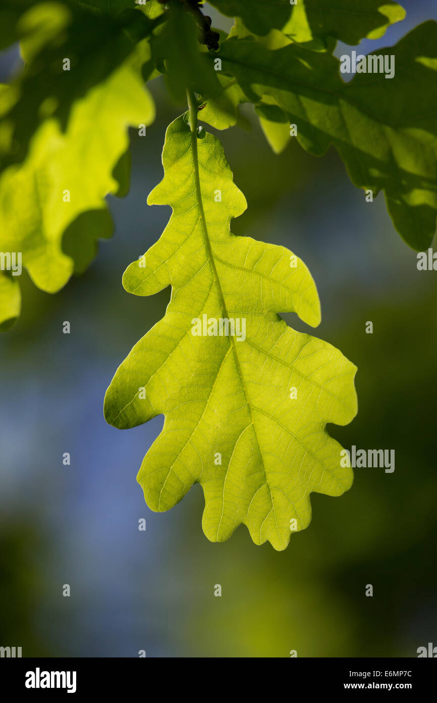 English Oak, oaks, leaf, leaves, Eichenlaub, Eichenblatt, Eichenblätter, Stiel-Eiche, Eichen, Stieleiche, Eiche, Quercus robur Stock Photo