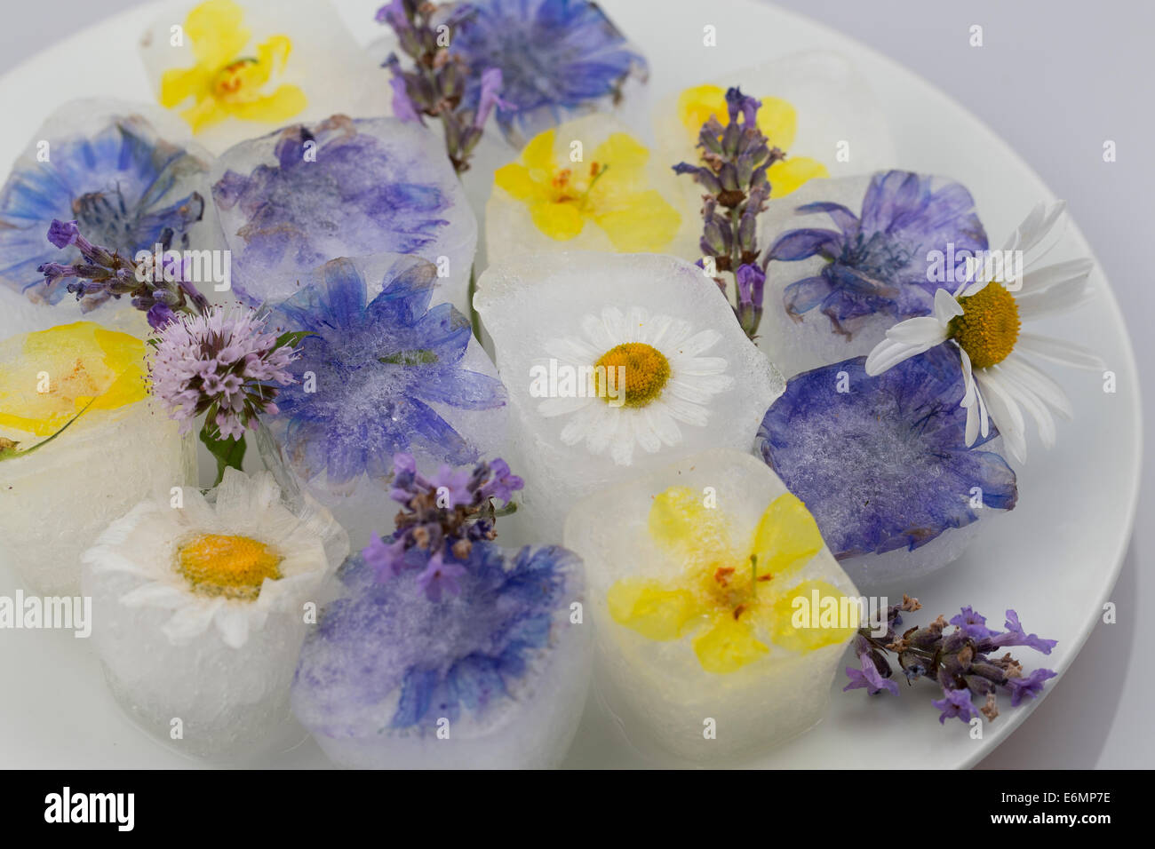 ice cube, ice cubes with edible flowers, blossoms, Blüteneiswürfel, Blüten-Eiswürfel, Eiswürfel mit Blüten, Blütenblättern Stock Photo
