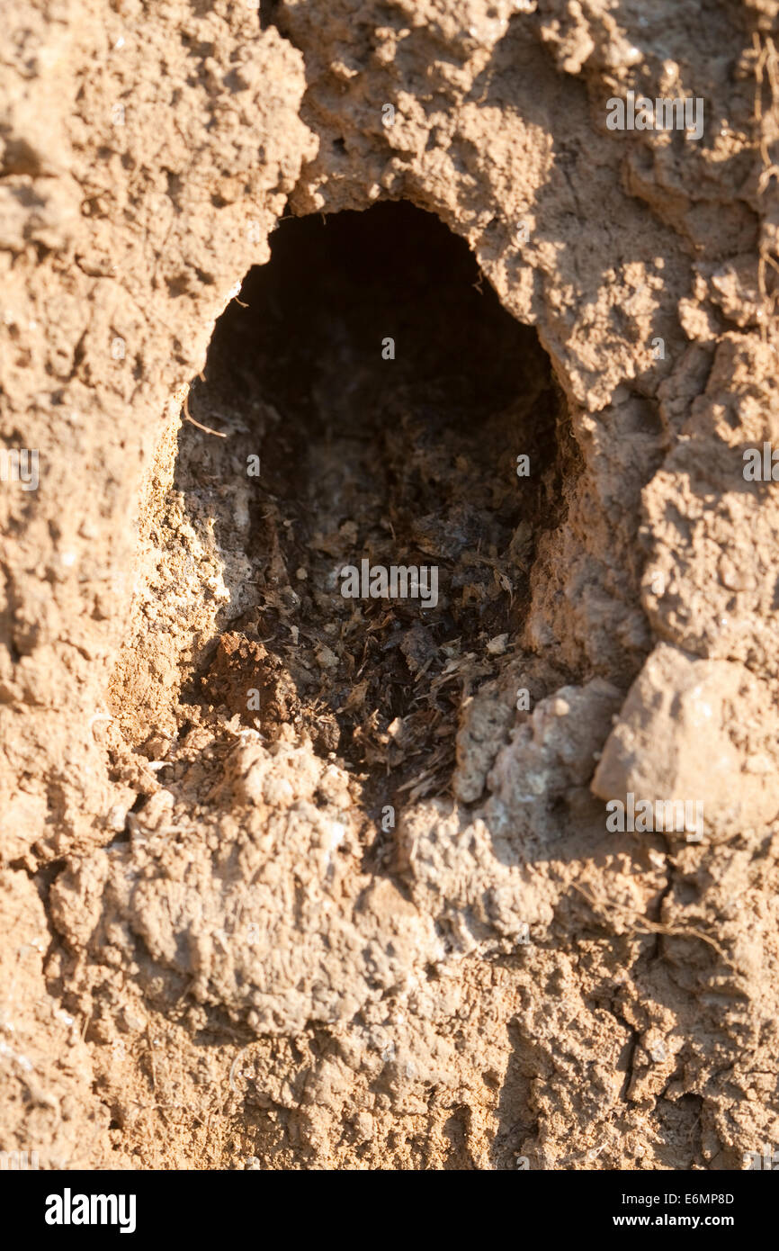 Kingfisher, nest, burrow, Eisvogel, Nest in Lehmwand, Steilwand