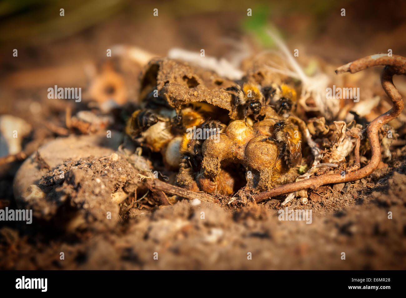British Carder Bumblebees nest ( Bombus Pascuorum ) in the soil of a garden in the UK Stock Photo