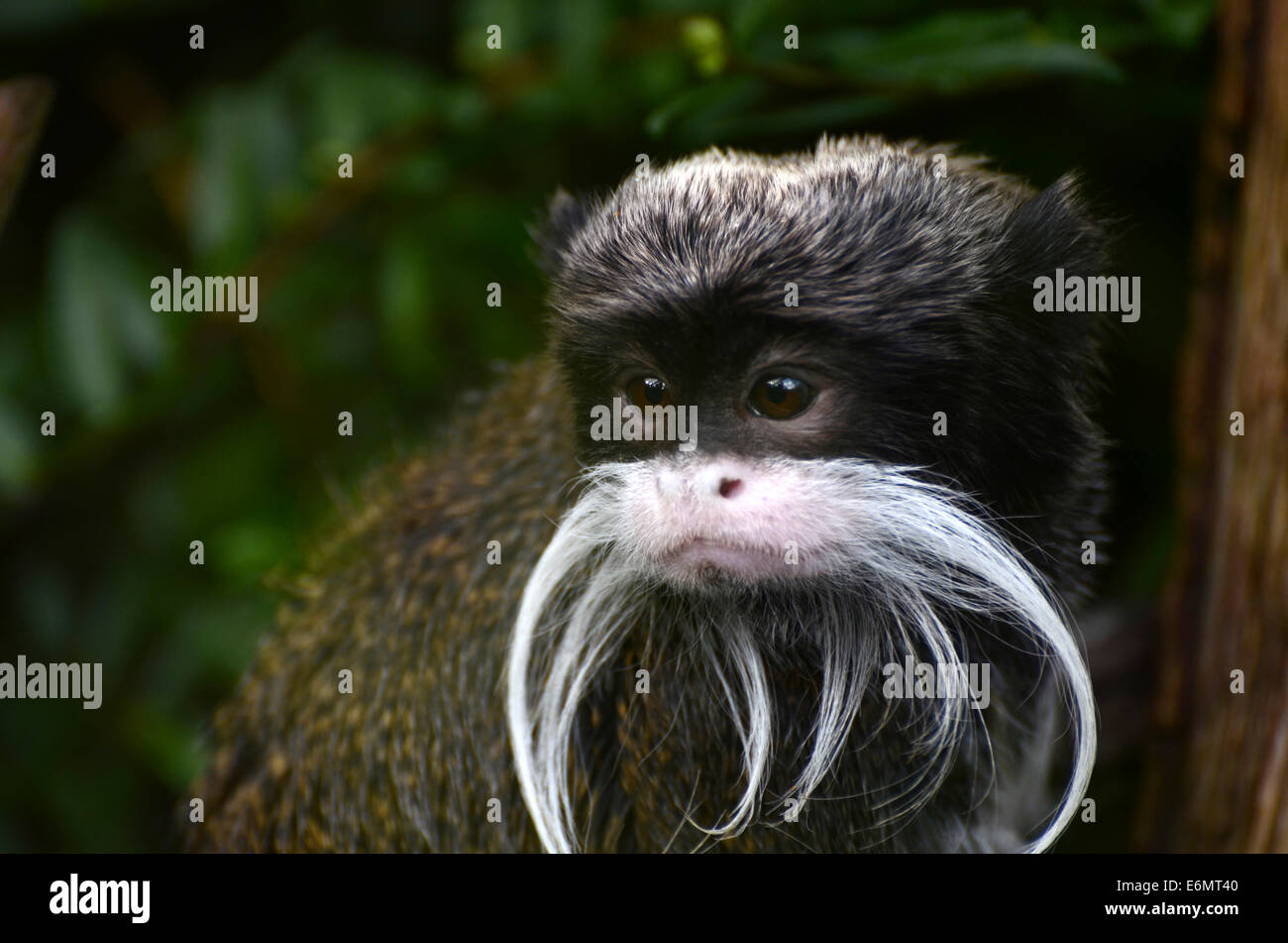 Cute picture of an Emperor Tamerin Stock Photo