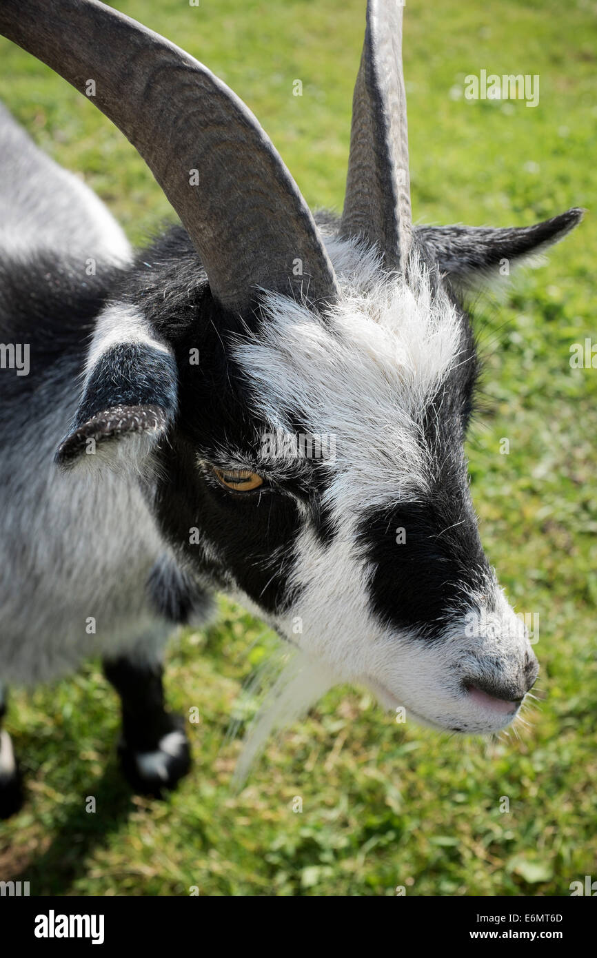 Black And White Goat High Resolution Stock Photography and Images Alamy