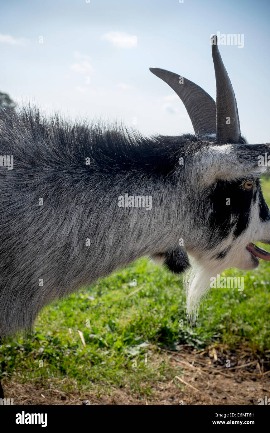 Black and White Billy Goat Stock Photo