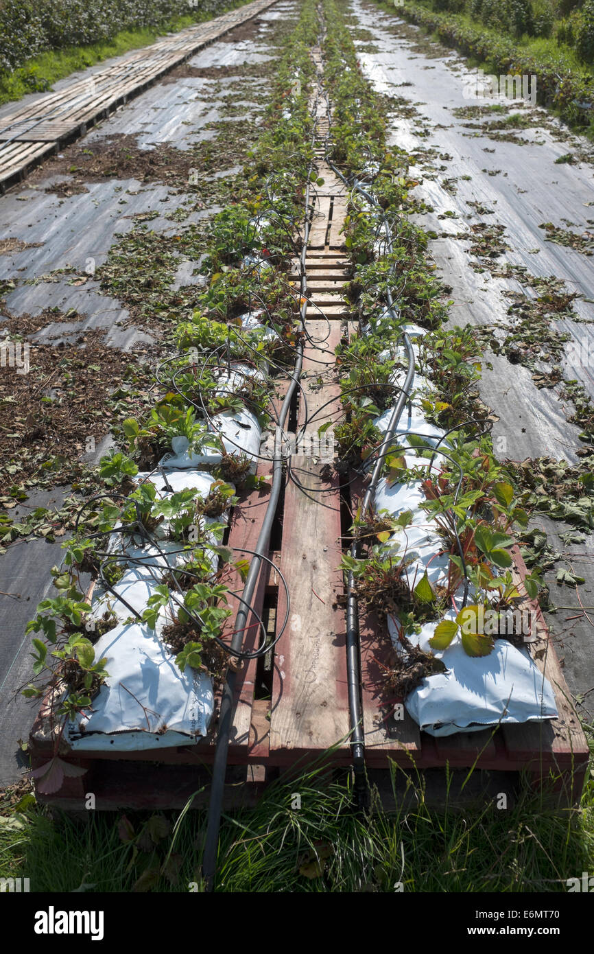 Strawberry Plants in Grow bags with Watering pipes Stock Photo Alamy
